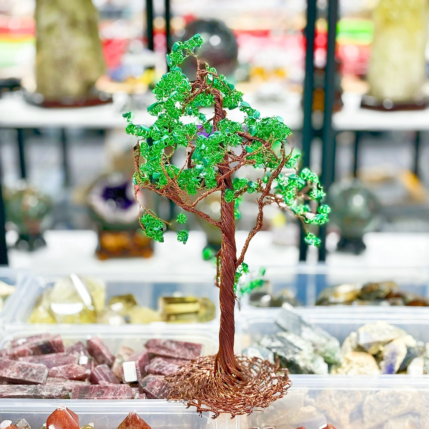 Árbol de la riqueza de cristal, árbol del dinero, pachira macrocarpa,