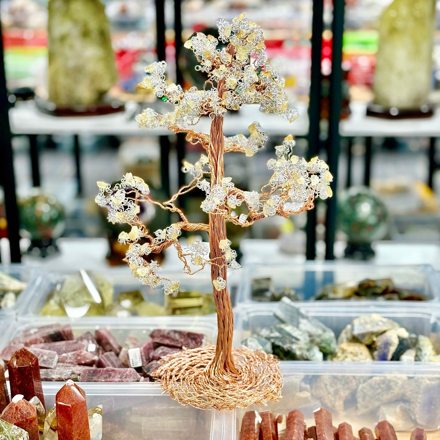 Árbol de la riqueza de cristal, árbol del dinero, pachira macrocarpa,