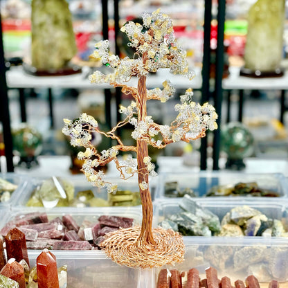 Árbol de la riqueza de cristal, árbol del dinero, pachira macrocarpa,