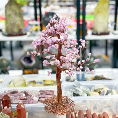 Árbol de la riqueza de cristal, árbol del dinero, pachira macrocarpa,