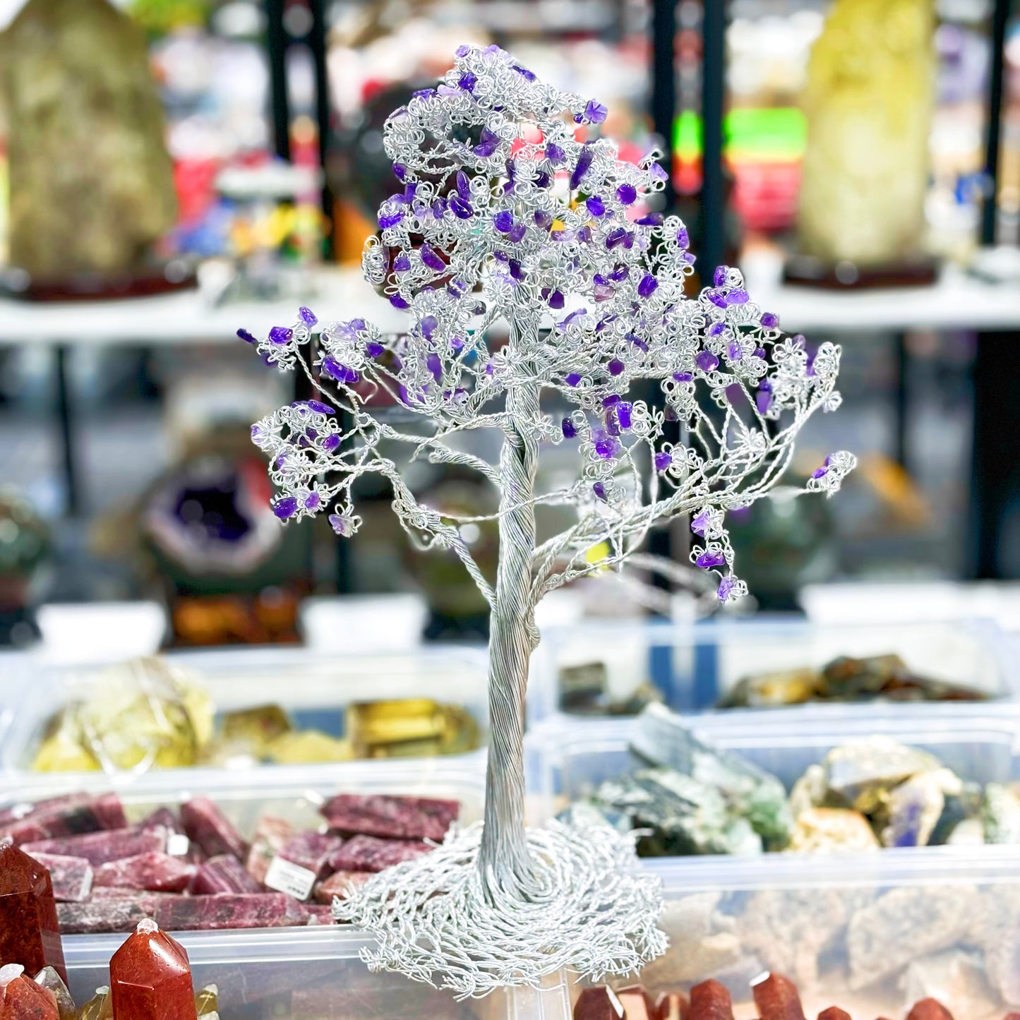 Árbol de la riqueza de cristal, árbol del dinero, pachira macrocarpa,