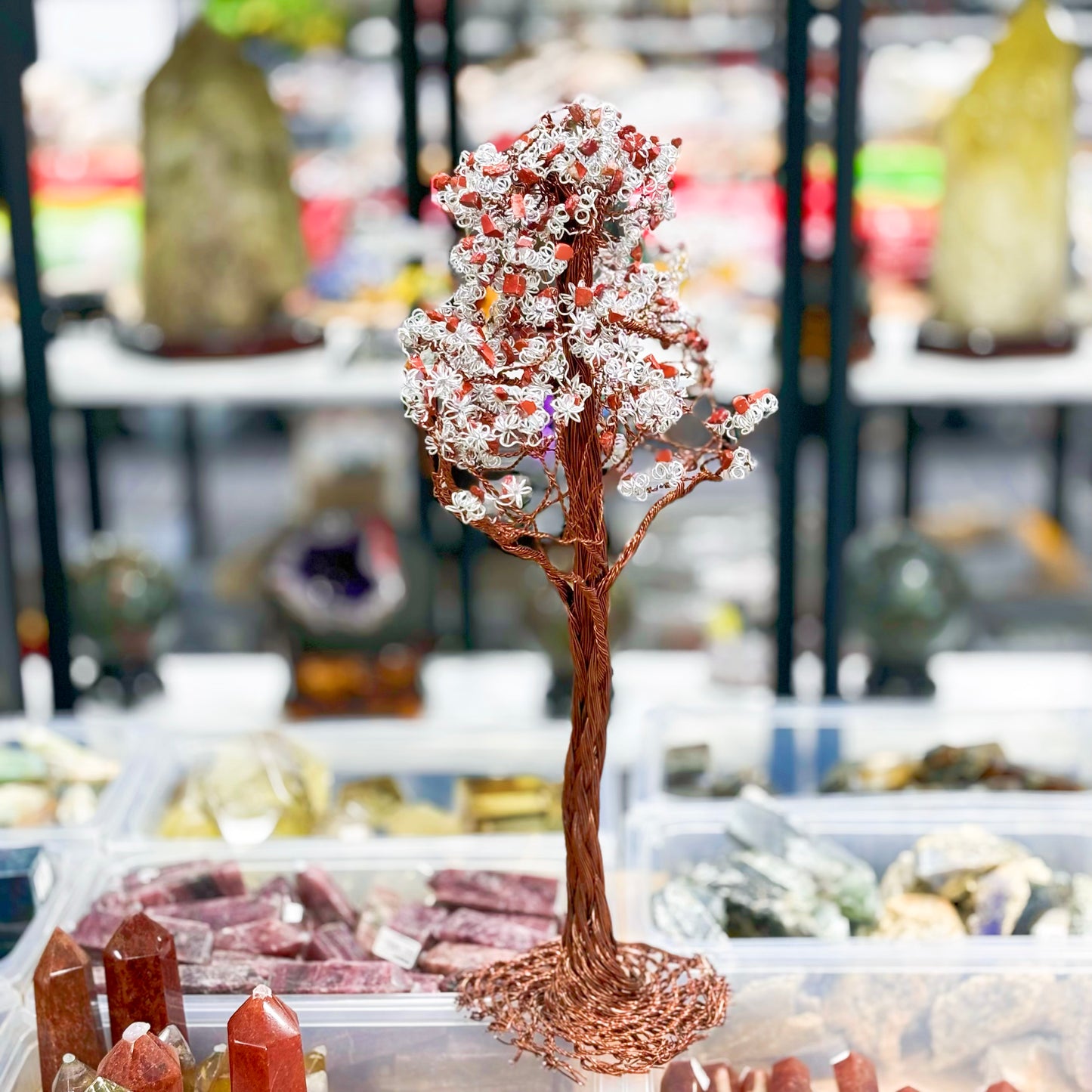 Árbol de la riqueza de cristal, árbol del dinero, pachira macrocarpa,