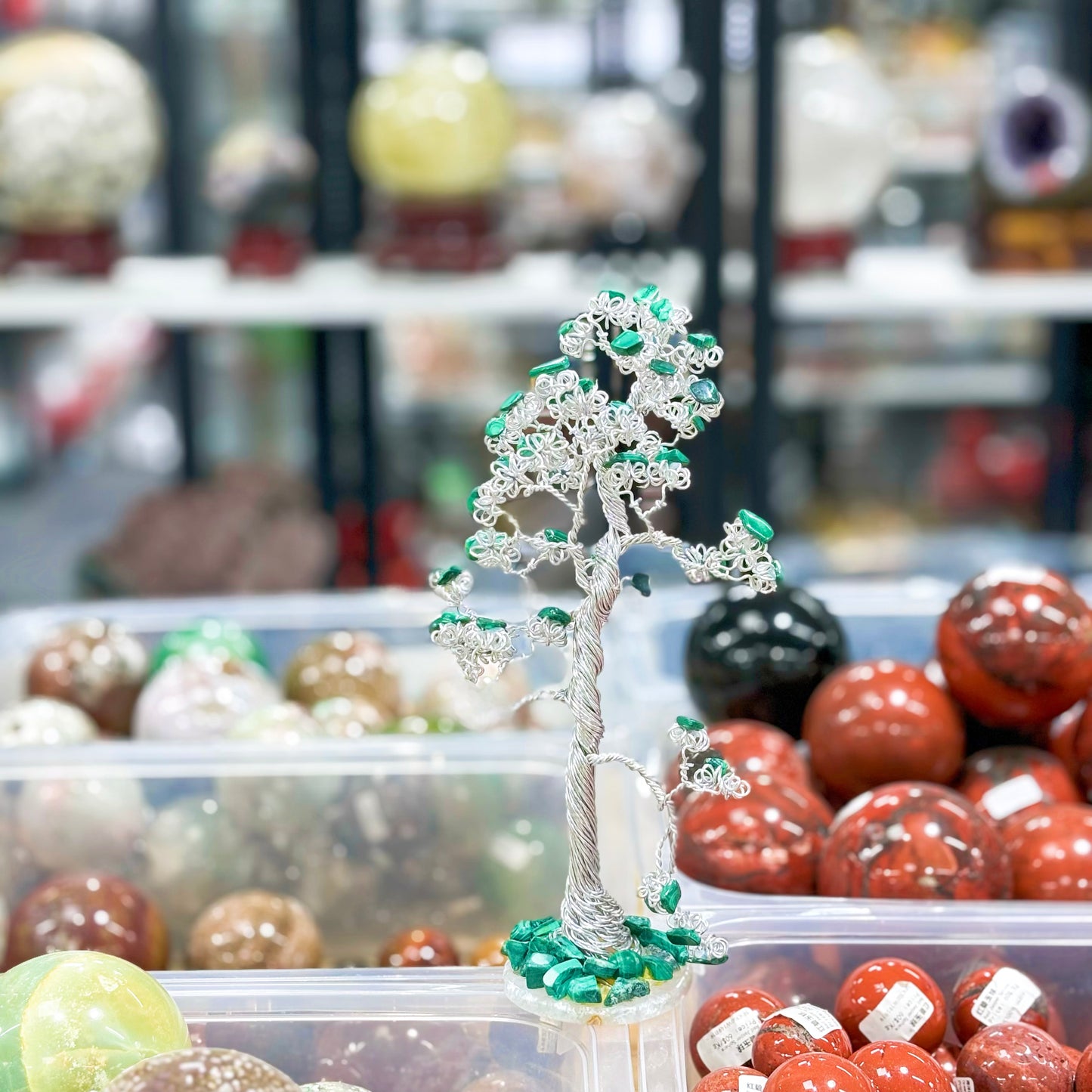 Árbol de la riqueza de cristal, árbol del dinero, pachira macrocarpa,